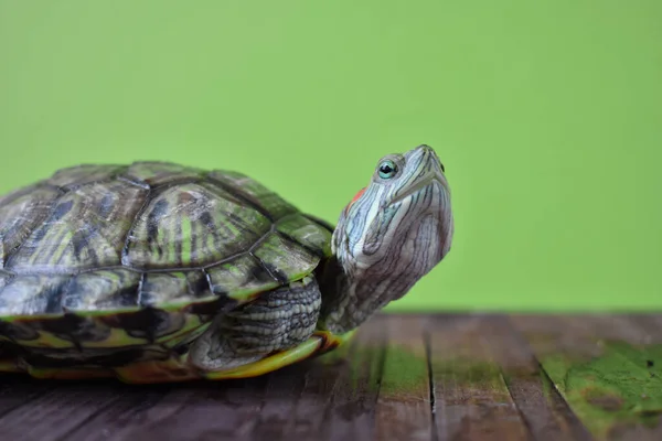 Половина Черепахи Деревянном Подставке Зеленом Фоне — стоковое фото