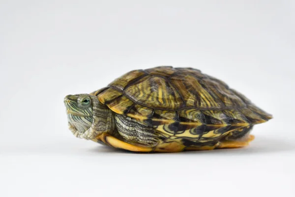 Una Tortuga Pequeña Sobre Fondo Blanco Cerca Aislado Sobre Blanco —  Fotos de Stock