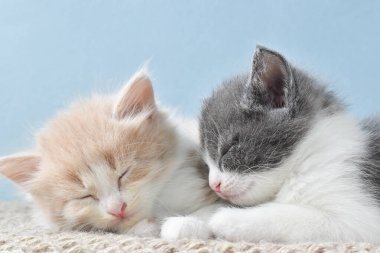 Dinlenen küçük kediler. Yumuşak kedi yavruları