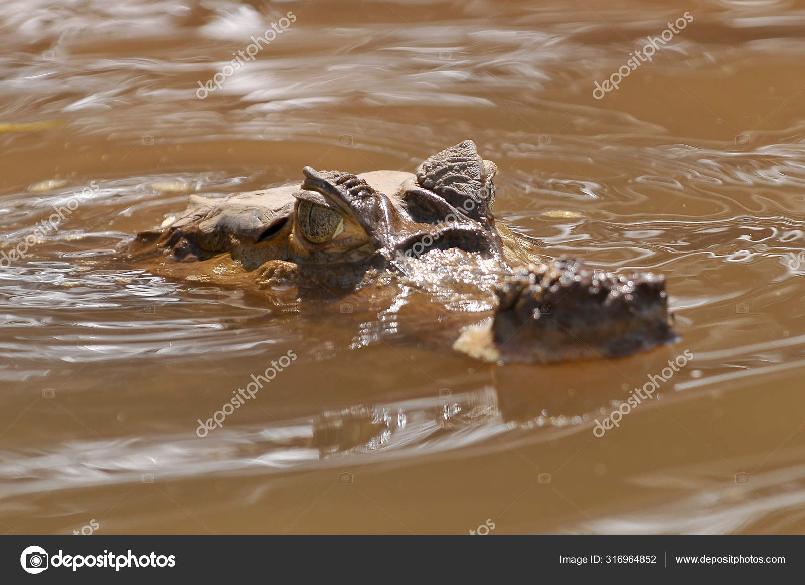 Peru Floresta Amazonica O Jacare Branco Ou Comum Espetacular Stock Photo C Cezarywojtkowski 316964852