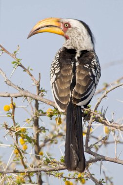 Sarı gagalı boynuz gagası (Tockus flavirostris), Etosha Namibia.