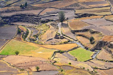 Peru, Colca Vadisi, Teras Tarlası.