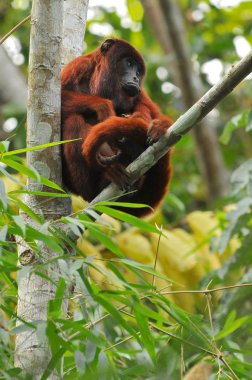 Peru, Amazon Yağmur Ormanları, Uluyan maymunlar.