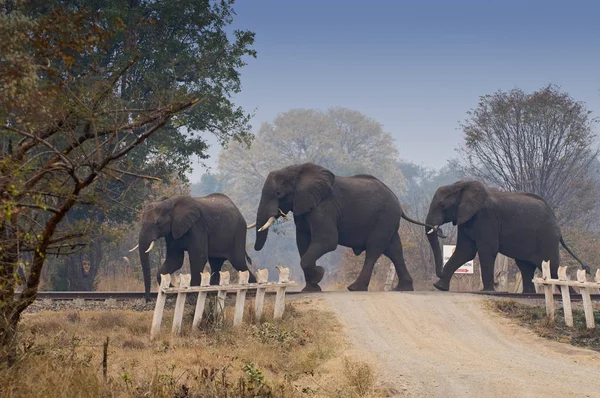 Elefanti africani che attraversano la ferrovia in Zambia, Africa . — Foto Stock