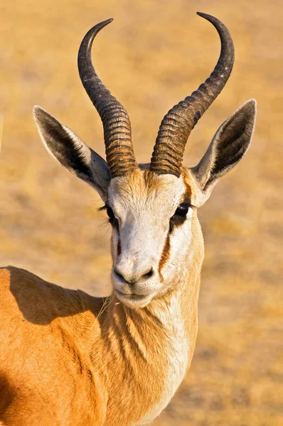 Portrait d'un Spingbok dans le parc national d'Etosha Namibie, Afrique . — Photo