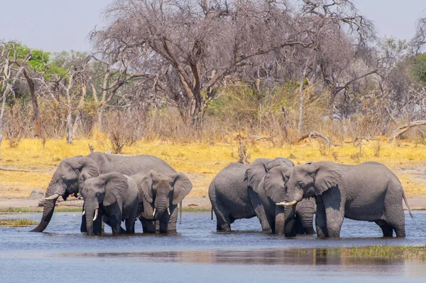 Elefanthjorden korsar en flod i Okavango-deltat i Botswana — Stockfoto