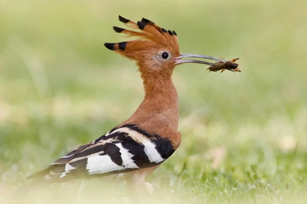 Africké Hoepoe (Upupa africana), Okavango, Moremi Game Reserve. — Stock fotografie