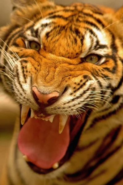 Bengal Tiger, (Panthera tigris) close up, Thailand. — Stock Photo, Image