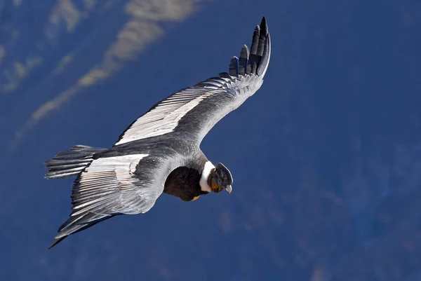 The Andean condor, Colca Canyon, Arequipa region, Peru. — Stock fotografie