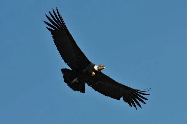 Peru, Arequipa, Colca Canyon, Andok Keselyű, Vultur gryphus. — Stock Fotó