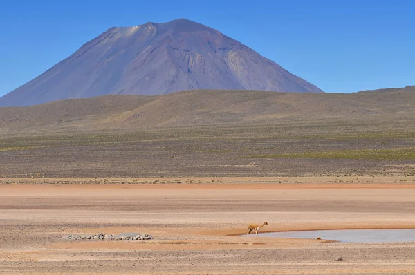 秘鲁、 El Misti Volcano 、 Salinas和Aguada Blanca. 免版税图库图片