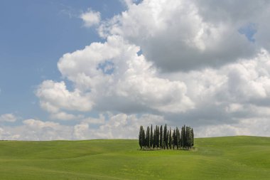 Torrenieri Tuscany, İtalya yakınlarında Cypress ağacı çemberi.