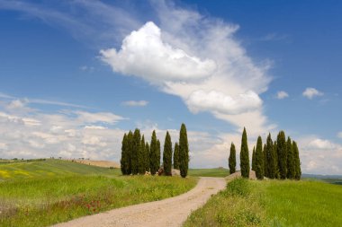 Cypress grubu, San Quirico d 'Orcia, Val d' Orcia, Toskana.