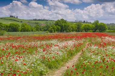 Çiçekli çayırlarda haşhaş ve şeftali, Val d 'Orcia bölgesi.