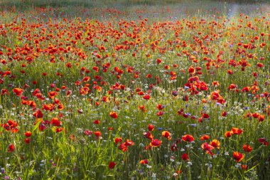 Bahar Çayırı Gelinciklerle, Pienza, Val d 'Orcia, Toskana.