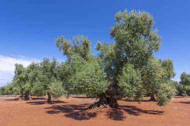 Zeytin ağaçları, Ostuni, Brindisi ili, Apulia, İtalya.
