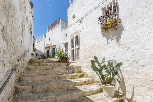 Cacti nos degraus, centro histórico antigo em Ostuni, Puglia, Itália . — Fotografia de Stock