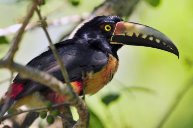 Yakalı Aracari (Pteroglossus torquatus) tukan, yoldan geçen bir kuş, Guatemala.