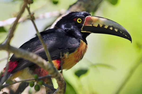 Yakalı Aracari (Pteroglossus torquatus) tukan, yoldan geçen bir kuş, Guatemala. — Stok fotoğraf