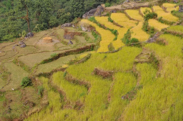 Terraços de arroz em torno de Nayapul, Nepal . — Fotografia de Stock