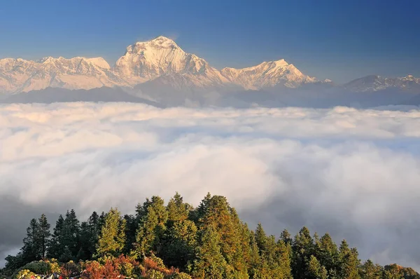 ネパール, Gorepani, Poon Hill, Dhaulagiri masf, Himalaya, Dhaulagiri range西からPoon Hillを見る. — ストック写真