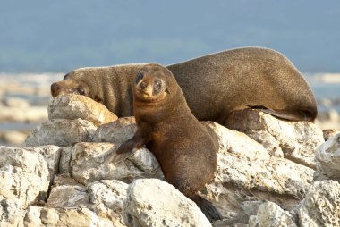 Mother and baby fur seals sleep on rocks in Kaikoura, New Zealand. clipart