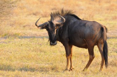 Mavi Antilop (Connochaetes taurinus) Ngorongoro Koruma Alanı, Tanzanya.