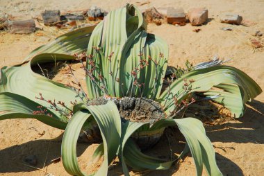 Welwitschia (Welwitschia mirabilis) bitkisi Angola ve Namibya 'nın sıcak kurak Namib Çölü' nde yetişiyor..