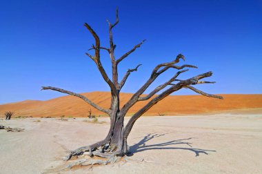 Ölü Camelthorn (Acacia erioloba) Ölü Vlei Ağaçları, Namib Naukluft Ulusal Parkı, Namibya.