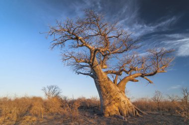 Baobab ağacı (Adansonia digitata) Botsvana 'daki Gweta' da Makgadigadi Tavaları.