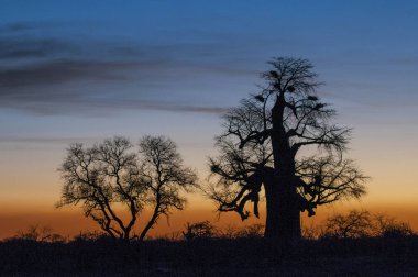 Baobab ağacı (Adansonia digitata) Botsvana 'daki Gweta' da Makgadigadi Tavaları.