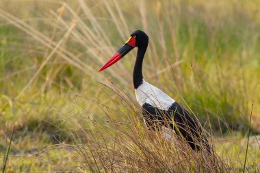 Leylek gagalı (Ephippiorhynchus senegalensis), leylek familyasından bir kuş türü..