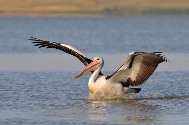 Büyük Okyanus Yolu üzerindeki manzara, Port Campbell Ulusal Parkı, Victoria, Avustralya.