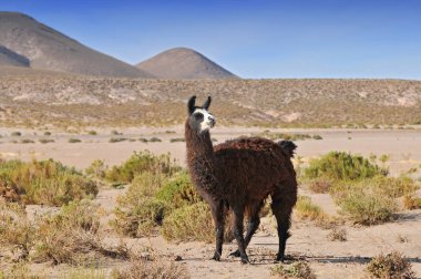 Lama (Lama glama) Laguna Colorada, Bolivya yakınlarında.