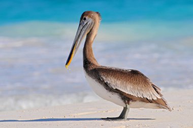 Kahverengi pelikan (Pelecanus occidentalis) Tulum plajı, Meksika.