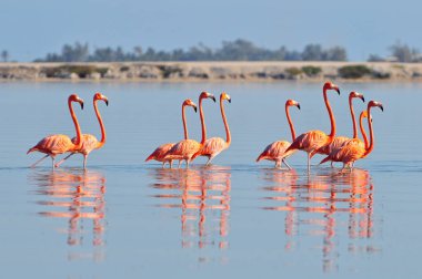Rio Lagardos, Meksika 'da bir sıra Amerikan flamingosu (Phoenicopterus ruber ruber American Flamingo).
