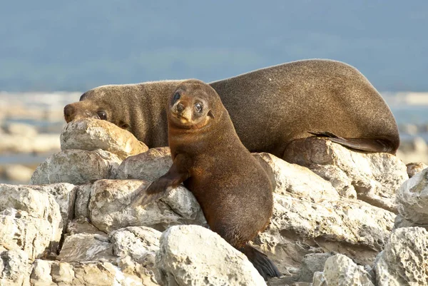 Mutter und Baby Pelzrobben schlafen auf Felsen in Kaikoura, Neuseeland. — Stockfoto