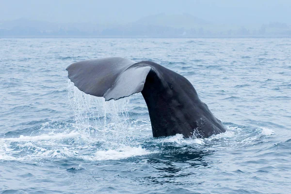 Sperm balinası (Physeter makrocephalus) Yeni Zelanda, Kaikoura 'da dalış sırasında suyun üzerinde kuyruk sallanır.. — Stok fotoğraf