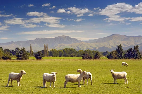 Ovce pasoucí se na zemědělské půdě na Novém Zélandu. — Stock fotografie