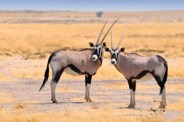 Deux beaux Gemsboks mâles (Oryx gazella) dans la savane du parc national d'Etosha en Namibie . — Photo