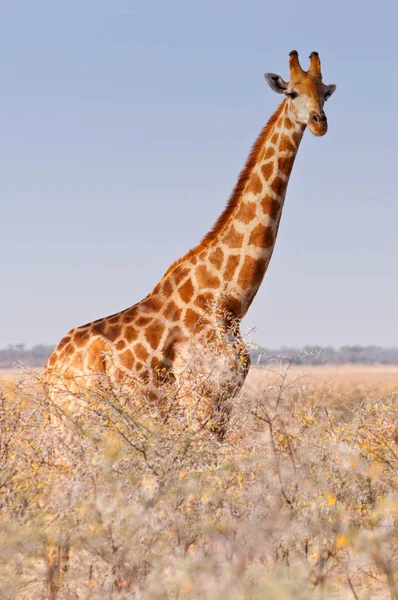 Girafe marchant dans la brousse sur la poêle du désert dans le parc national d'Etosha, Namibie, Afrique . — Photo