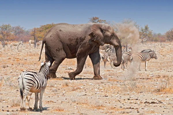 Afrikansk elefant (Loxodonta africana) och hjord av slättzebror (Equus burchelli) i Etosha nationalpark, Namibia africa. — Stockfoto