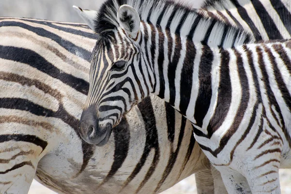 Zebre delle pianure (Equus burchelli) nel Parco Nazionale di Etosha, Namibia . — Foto Stock