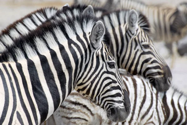 Zèbres des plaines (Equus burchelli) dans le parc national d'Etosha, Namibie . — Photo