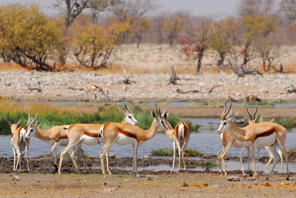 Antilopes de Springbok (Antidorcas marsupialis) dans un habitat naturel, parc national d'Etosha, Namibie . — Photo