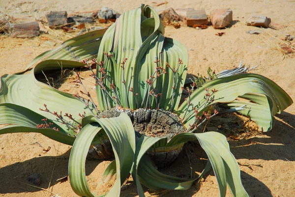 Welwitschia (Welwitschia mirabilis) plant growing in the hot arid Namib Desert of Angola and Namibia. — Stock Photo, Image