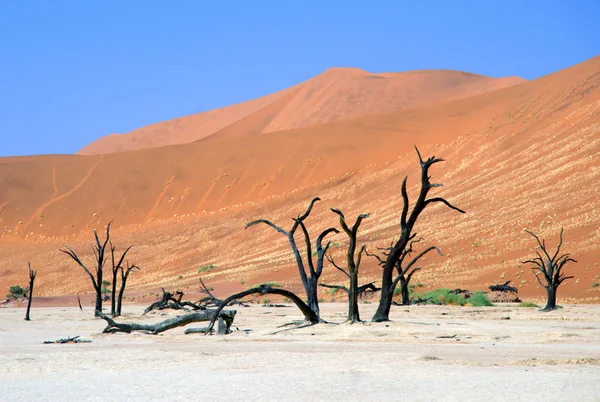 Camelthorn morto (Acacia erioloba) Árvores em Dead Vlei, Namib Naukluft National Park, Namíbia . — Fotografia de Stock