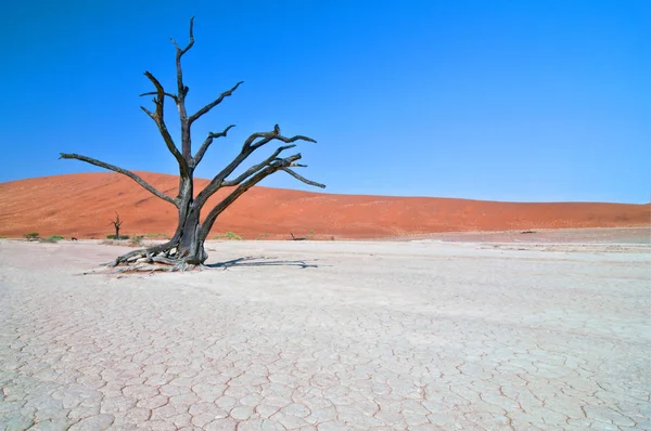 Dead Camelthorn (Acacia erioloba) Trees in Dead Vlei, Namib Naukluft National Park, Namibia. — Stock Photo, Image