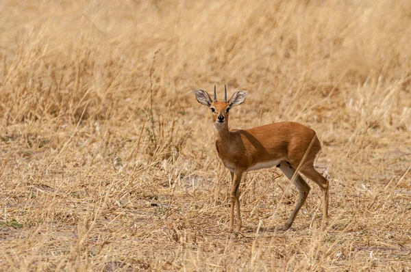 Okavango Delta, Botswana 'dan erkek Kirk' s dik..