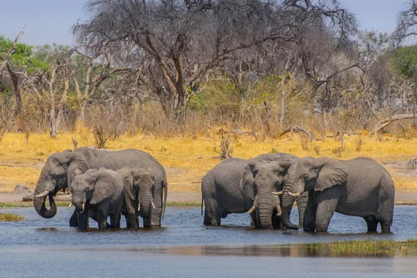 Mandria di elefanti del bush africano che bevono acqua dal fiume Okavango, Botswana . — Foto Stock